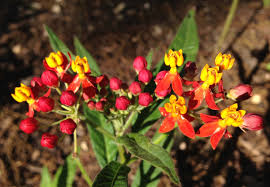 tropical milkweed ok for monarch