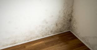 mold inspection signs your home may