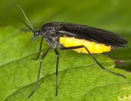 Fungus Gnats A Common Problem Of