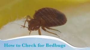 bed bugs diagnosis and treatment
