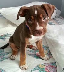 Just how much of this rhetoric is two prominent breeds go into the mix to create these dogs, but it is not certain exactly which breeds were used. Pin By Dog Pound On Terriers Rescue Puppies American Staffordshire Terrier Puppies Dog Breeds