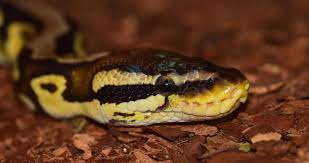 the 5 best ball python substrates see