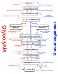 Gluconeogenesis Why This Is Very Important Simple Notes