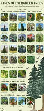 35 types of evergreen trees earth s