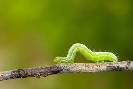 17 Species Of Poisonous Caterpillars