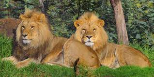 Image result for free pictures of chattbir zoo