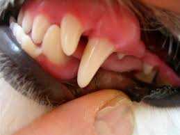 Animal Oral Exam Veterinary Dentist Wisconsin Minnesota