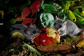 high quality stock photos of dormice