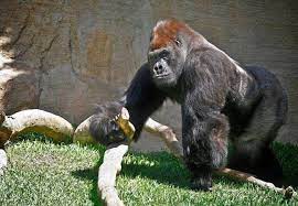 much loved gorilla violently s