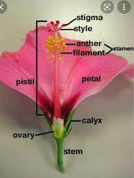 parts of an hibiscus flower brainly in