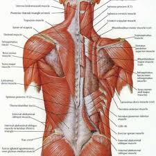 By the end of this video, you will understand the three different muscle fibre types, and have a memorable way of organizing the chart of characteristics. Lumbar Sprain Results In Lower Back Pain Chiropractor In Centurion