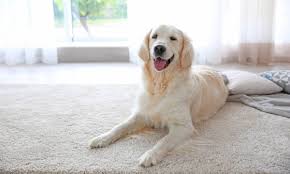 how to get rid of pet stains in carpet