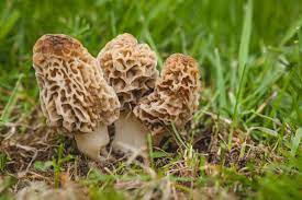 How To Grow Morel Mushrooms At Home