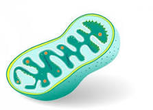mitokondriyal-hastalıklar-nelerdir