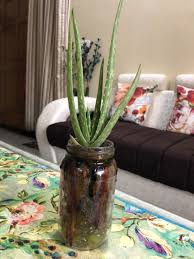 Growing Aloe Vera Indoors Mason Jar