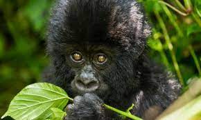 14 Day Uganda Wildlife & Cultural Safari Tour/ gorilla Tours