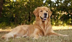 best dog breeds in india for home