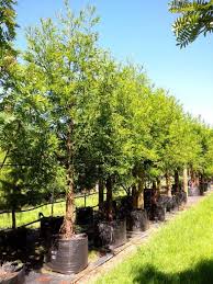 Evergreen Trees And Shrubs Easy Big