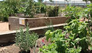 north texas vegetable gardening for