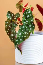 the 40 most por house plants for
