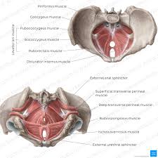 muscles of the pelvic floor anatomy