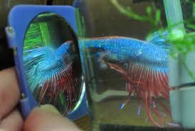 All have fins which can be fairly small, but as a consequence of selective breeding. How To Choose A Healthy Betta Fish From The Store