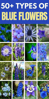 We are offering an easy way to navigate through contemporary and traditional meanings, so you can confidently go to your florist or pick flowers in your garden knowing the hidden message they convey. 50 Types Of Blue Flowers With Names Meaning And Pictures