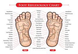 Foot Reflexology Chart Vector Download Free Vectors