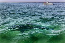 recent shark s are worrying beach