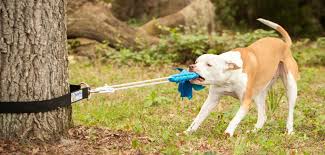 pit bulls and spring poles fighting