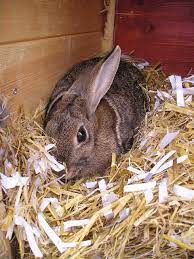 the lowdown on rabbit hutches