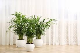Indoor Palm Trees Ing Guide Care