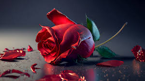 rose flower wallpaper 4k ai art red