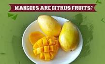 Is mango a citrus fruit?