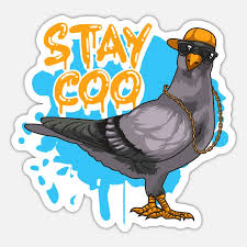 funny pigeon stay coo bird lover cool