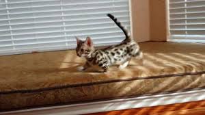 all about dwarf cat and teacup breeds