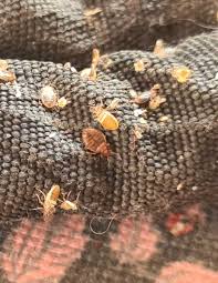 bed bug heat treatments in reading