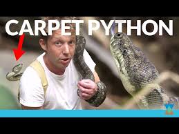 australian carpet python in the wild