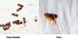 what are some bugs that look like fleas