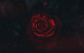 Wallpaper red, black, flower, rosa ...