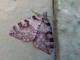 how to get rid of carpet moths and when