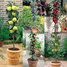 5 Miniature Fruit Tree Collection