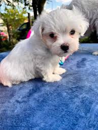 maltese dogs and puppies in the uk