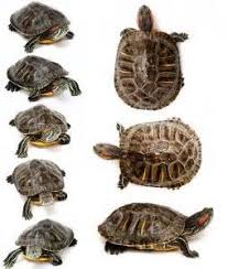 Size Red Eared Slider Turtles