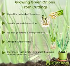 How To Grow Green Onions Then Regrow