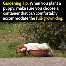 25 funny gardening memes for everyone