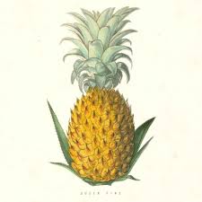 status pineapple