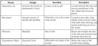 Muscles Of Speech Anatomy Of Mastication Table 3 3 Muscles