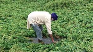 Govt Buys 37 92 Lakh Ton Kharif Paddy At Msp In Last 15 Days Business  gambar png