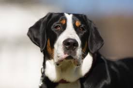 Greater Swiss Mountain Dog Breed Information Pictures